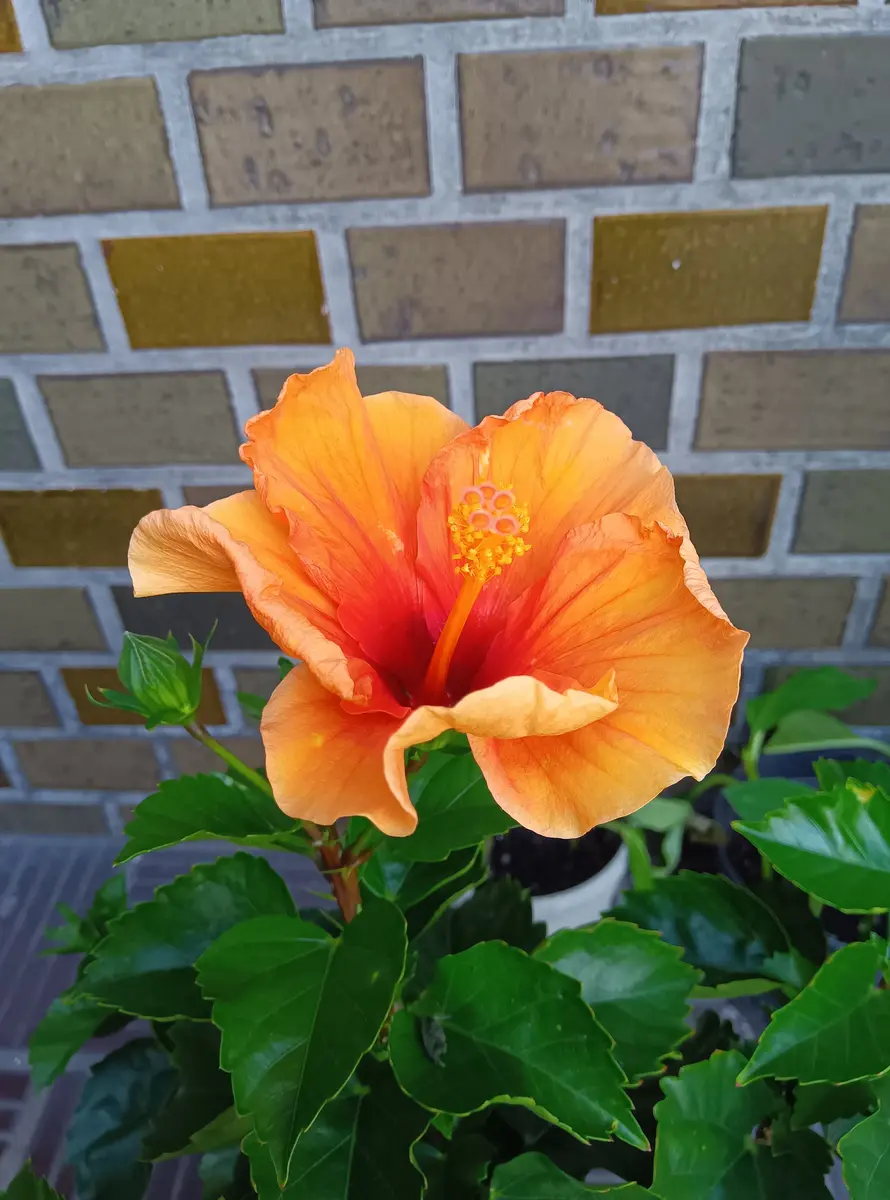 ザ・夏の花 ハイビスカス｜園芸日記byいわきょん｜みんなの趣味