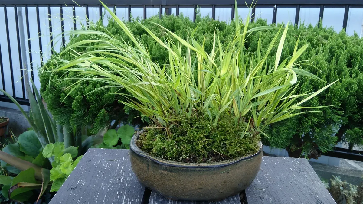 No.56 風知草の根洗い No.56 風知草の根洗い フウチソウの日記一覧