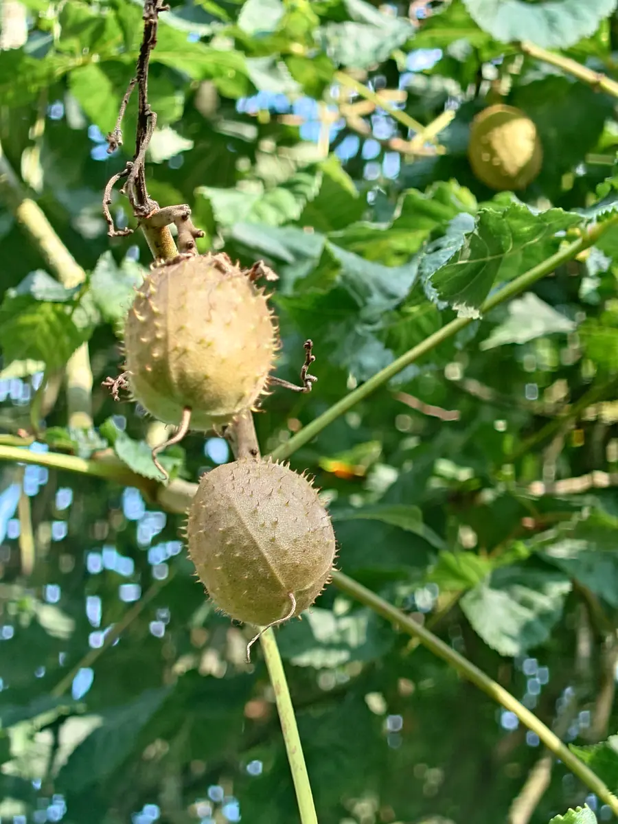 枝・実・果実 leafy 茶色い実の正体｜園芸日記byぷしす｜みんなの趣味の園芸｜1237643