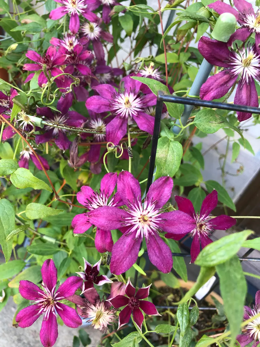 真夏の薔薇｜園芸日記byつゆ草｜みんなの趣味の園芸｜1237812