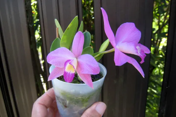 ミニカトレア/イザベラストーン｜園芸日記byzorovivi｜みんなの趣味の