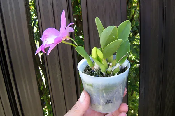 ミニカトレア/イザベラストーン｜園芸日記byzorovivi｜みんなの趣味の