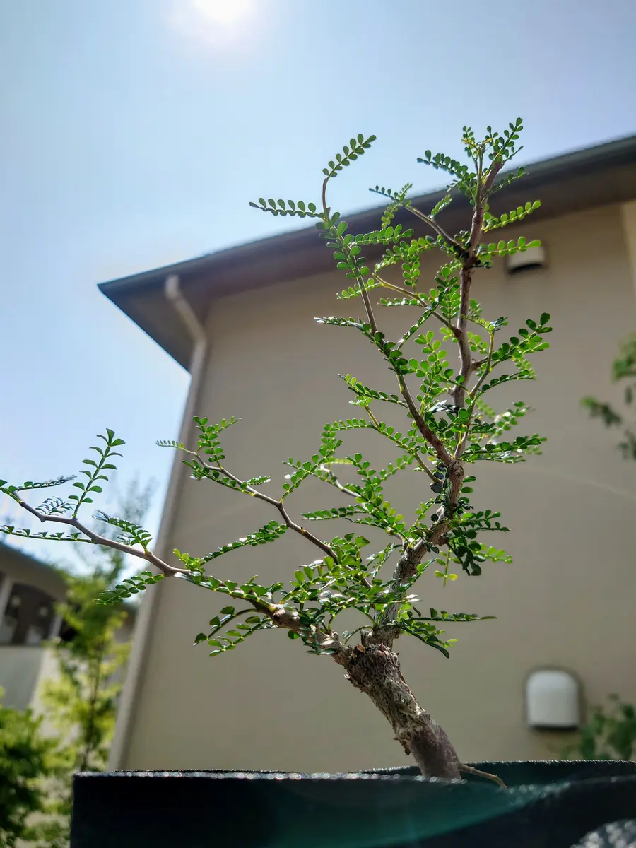 わさわさしてきたオペルクリカリア・パキプスさん。|園芸日記 わさわさしてきたオペルクリカリア・パキプスさん。|園芸日記