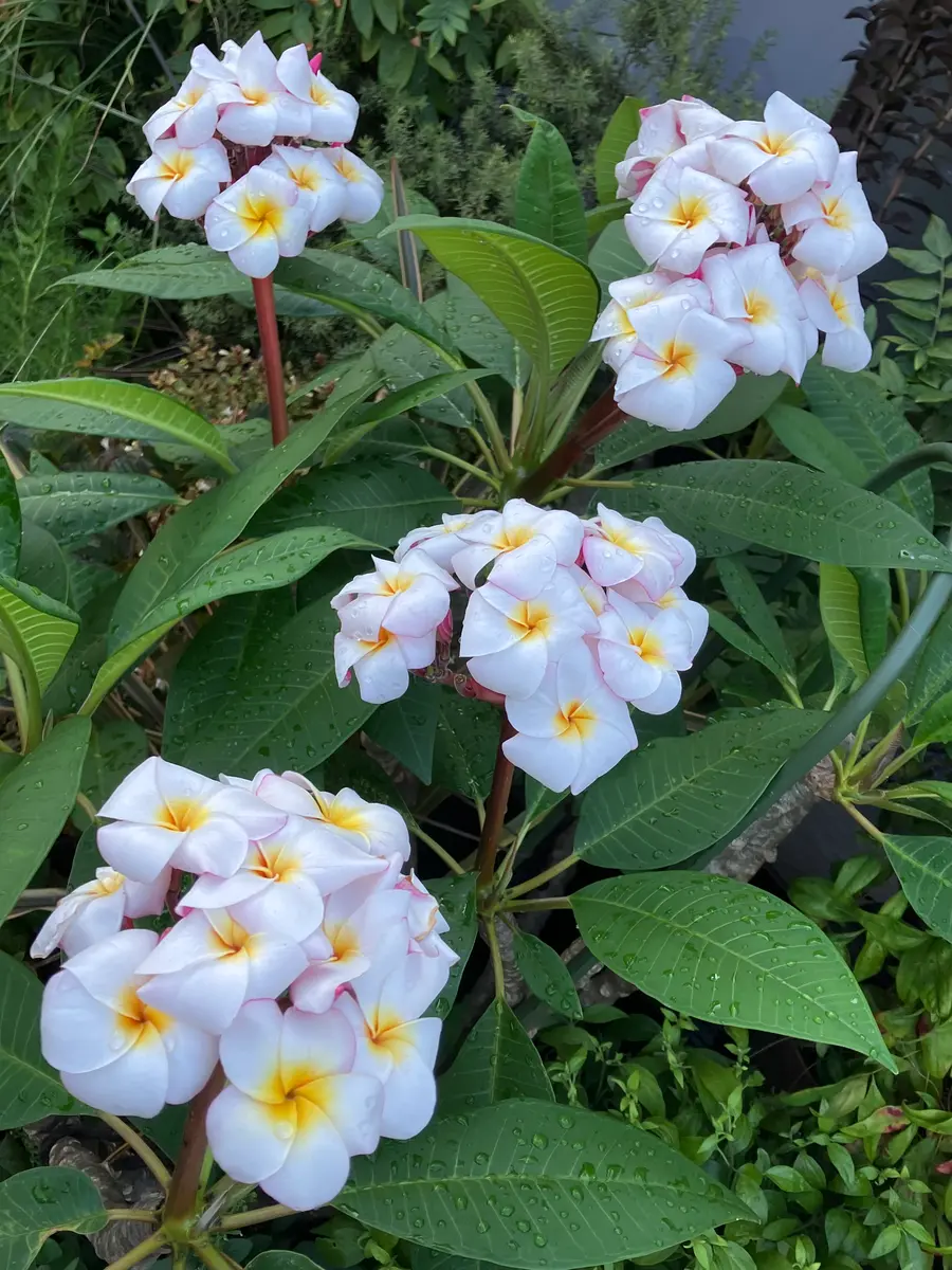 プルメリア開花〜🌺｜園芸日記by花柘榴｜みんなの趣味の園芸｜1238237