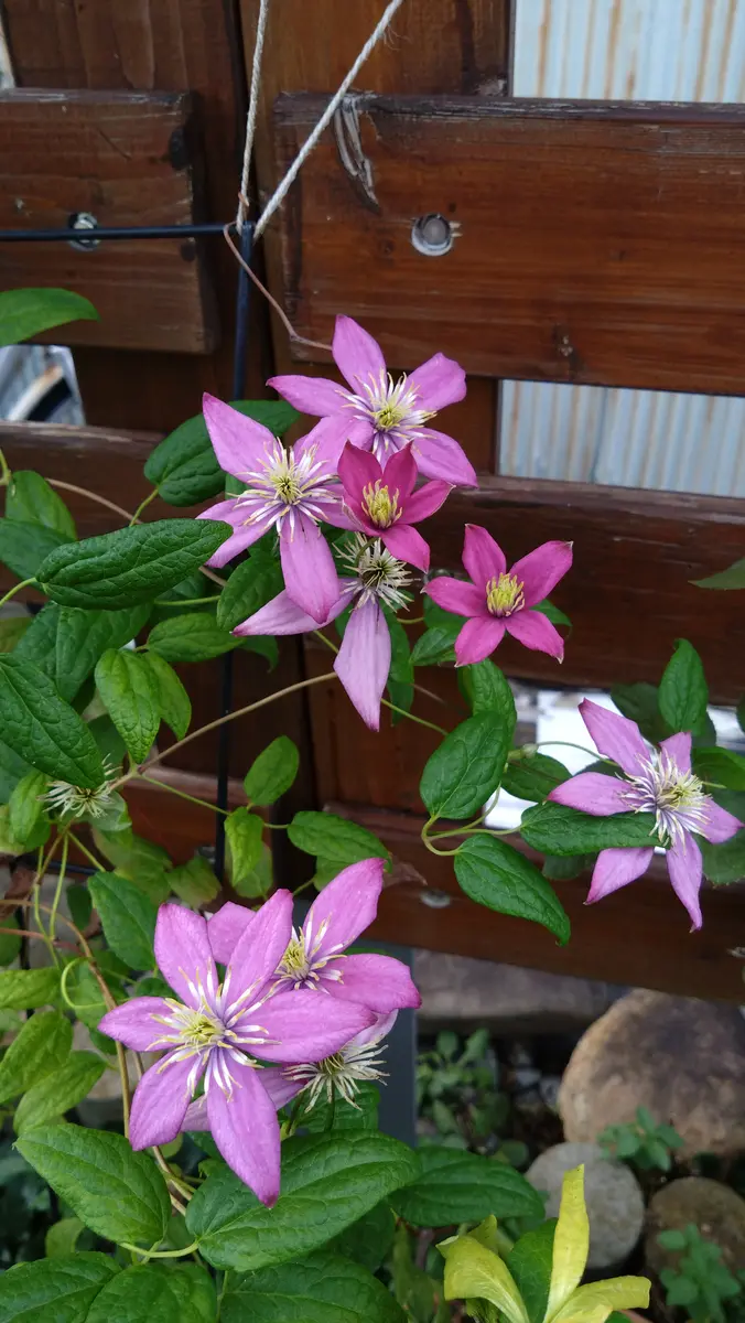 優秀なクレマチス🌱｜園芸日記byもいさん｜みんなの趣味の園芸