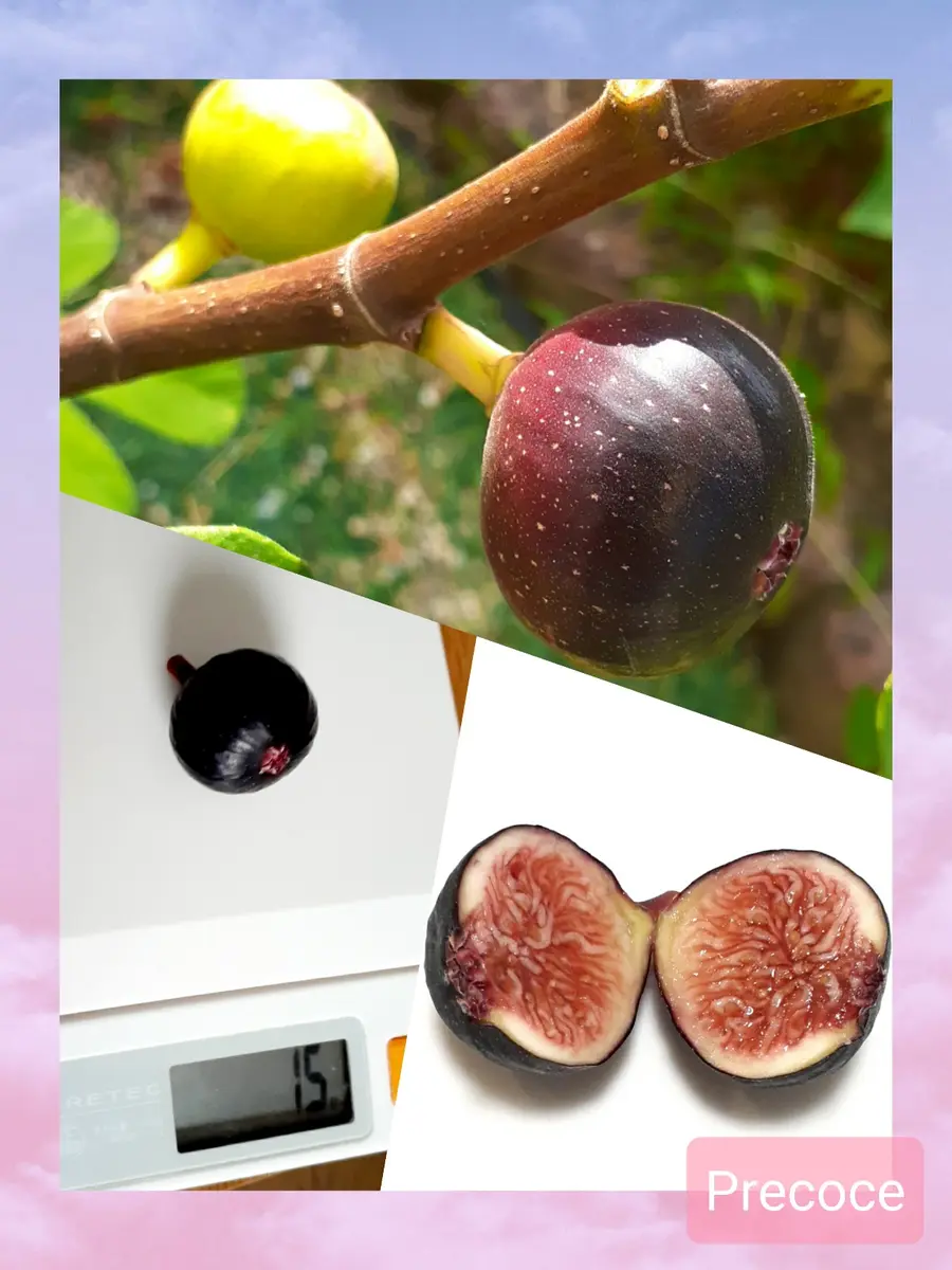 プースケ イチジク いちじく 結実確認済 プースケ様専用 イチジク いちじく 結実確認済