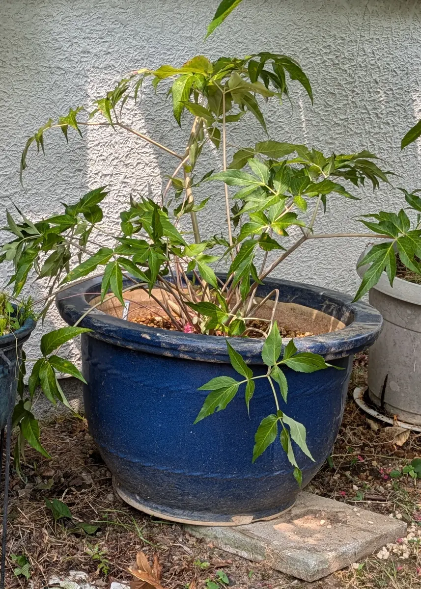 25号鉢（75cm）に植えたのは🌿｜園芸日記byドブたぬきの部屋