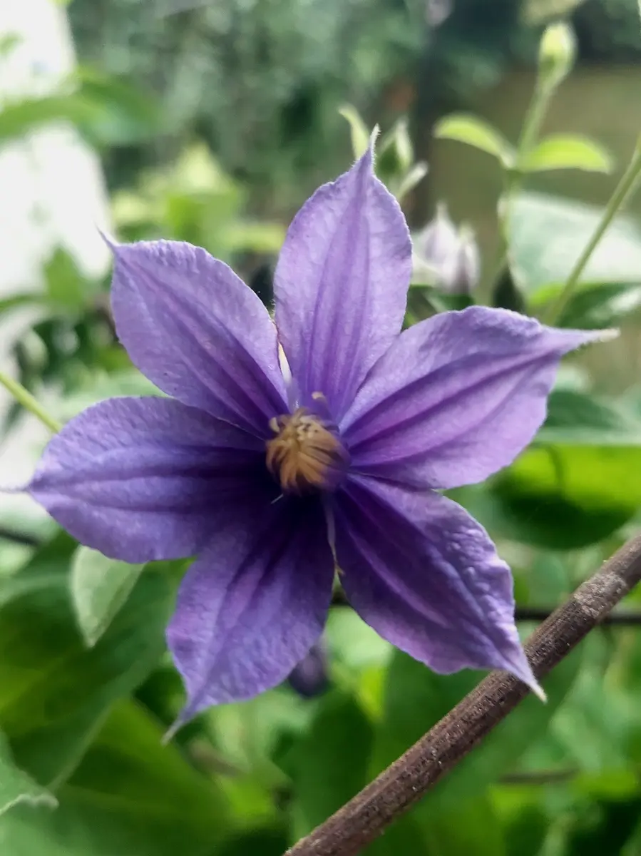 クレマチス二番花の開花｜園芸日記byIrisGarden｜みんなの趣味の園芸