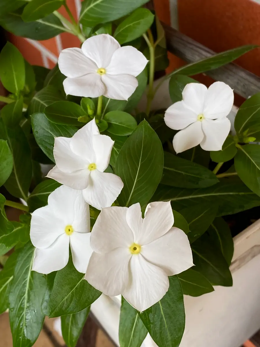 白花 即日☆【造花】アスカ/ブロッサムスプレー×25 つぼみ×8 ホワイト/A