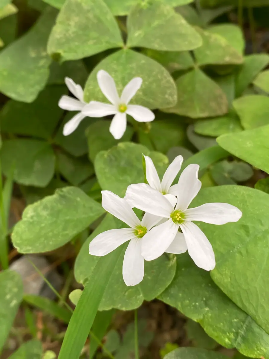 白い花｜園芸日記by染ちゃん｜みんなの趣味の園芸｜1239051