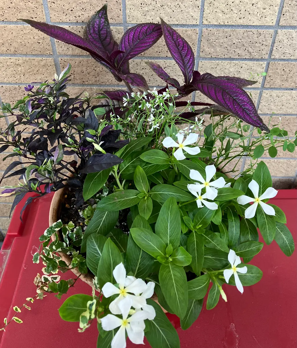 寄せ植え、鉢増し敢行|園芸日記byおれんじcocoa|みんなの趣味の園芸 寄せ植え、鉢増し敢行|園芸日記byおれんじcocoa|みんなの趣味の園芸