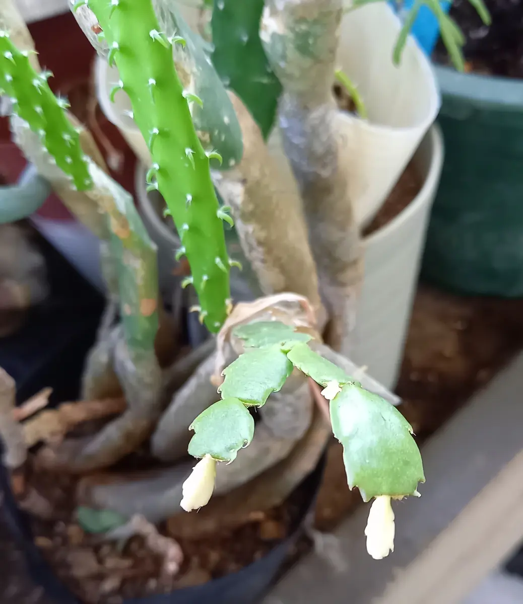 サボテン🌵の接ぎ木｜園芸日記byキムラ｜みんなの趣味の園芸｜1240349
