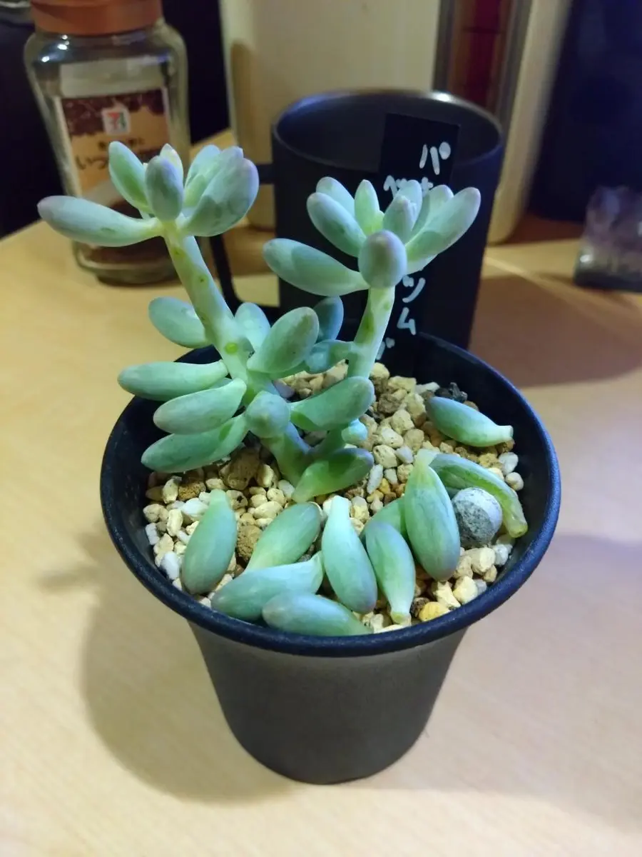 弱るベビーフィンガー｜園芸日記by金属イグアナ｜みんなの趣味の園芸