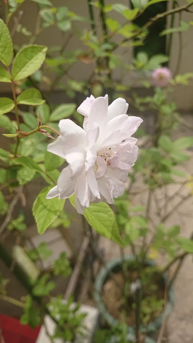 ポールズヒマラヤンムスク｜園芸日記byfalpapa｜みんなの趣味の園芸