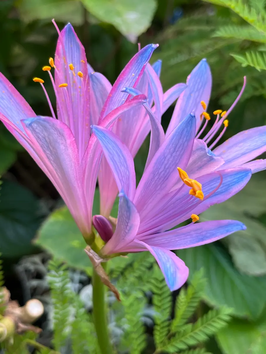 D*5様 リコリス超希少品種「紫水晶」 D*5様 リコリス超