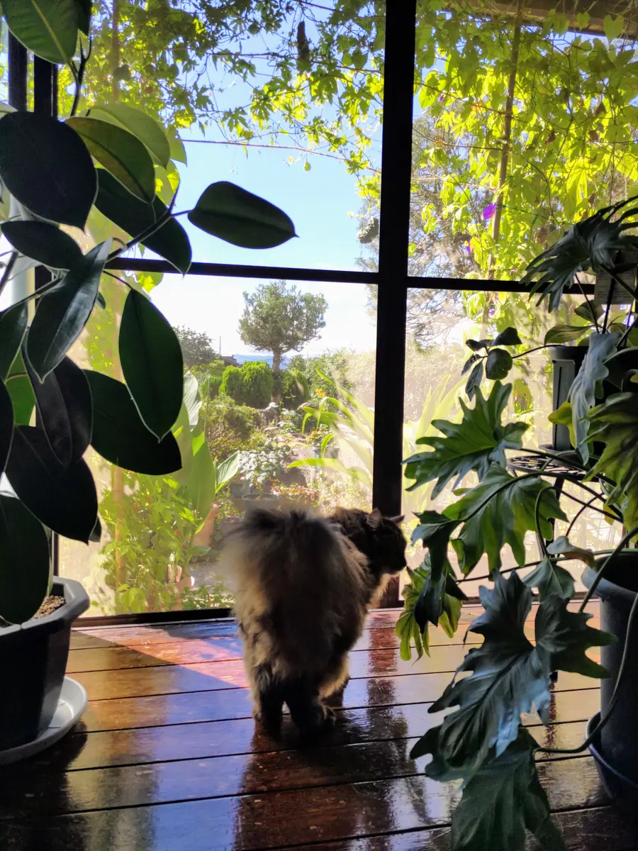 シュロの木🌿｜園芸日記by虎吉｜みんなの趣味の園芸｜1241636