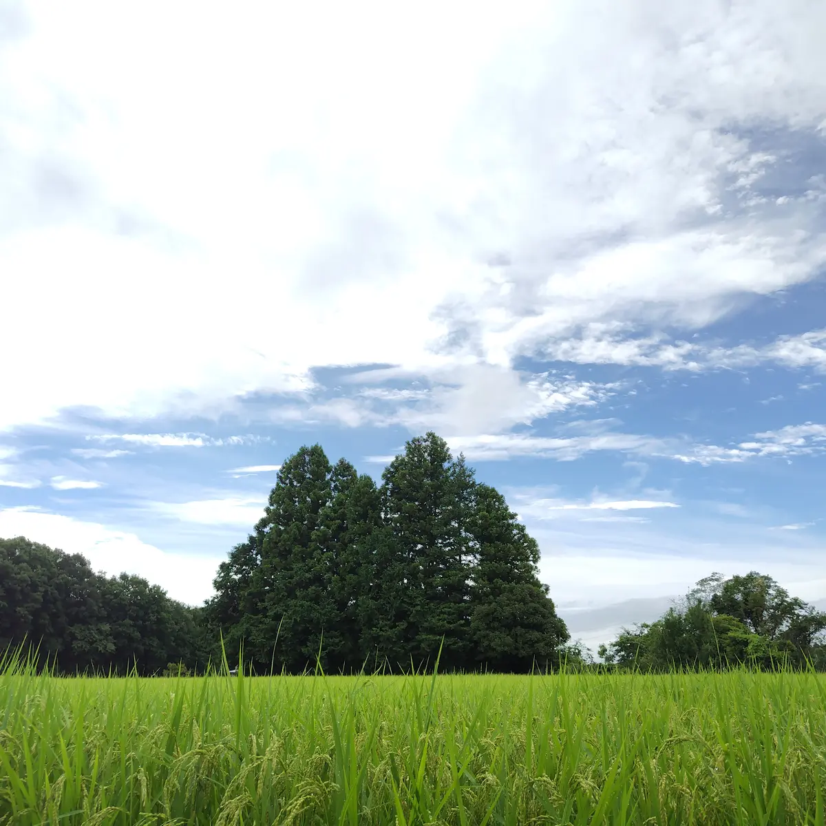 お庭より🩷ナツズイセン(夏水仙)｜園芸日記by葵子｜みんなの趣味
