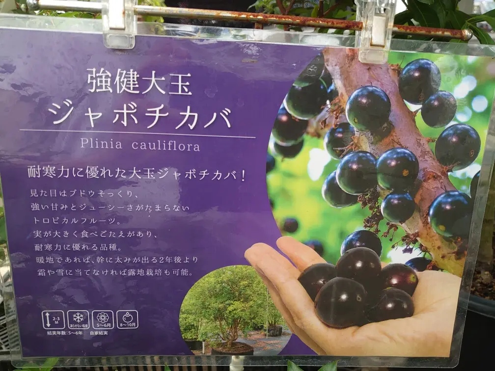 強健大玉ジャボチカバ｜園芸日記by裕戯｜みんなの趣味の園芸