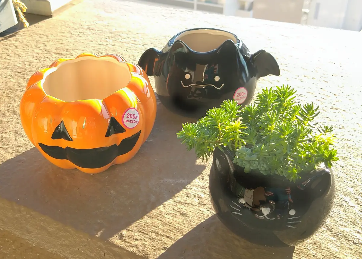 ハロウィンですよ｜園芸日記bykai2022｜みんなの趣味の園芸｜1242468