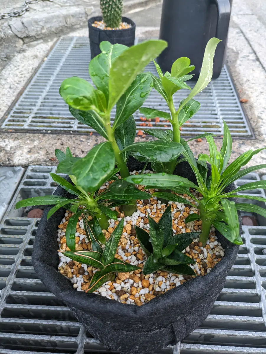 謎の寄せ植え2点｜園芸日記byJTKK｜みんなの趣味の園芸｜1243115