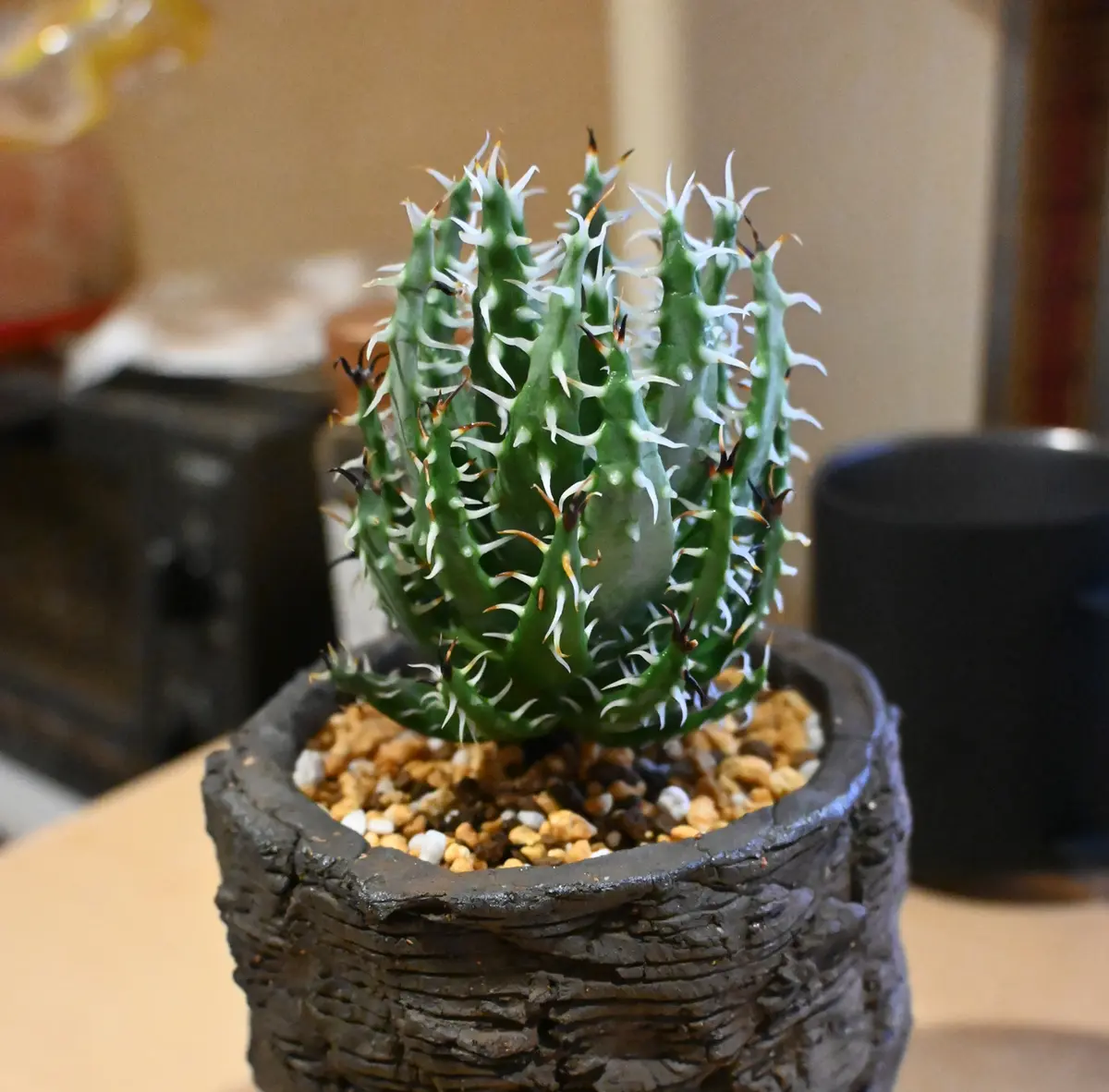 (特選) 黒刺 アロエ エリナケア 特選) 黒刺 アロエ エリナケア 観葉植物