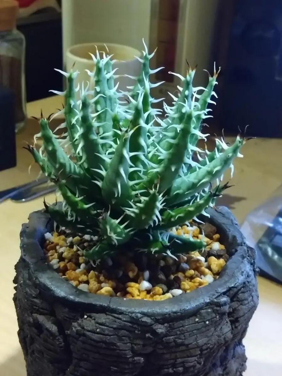 おや？ アロエ・エリナケアの様子が・・・｜園芸日記by金属イグアナ