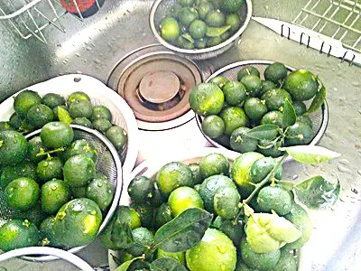 地植えの「種無しスダチ1本」は、最高の夏の調味料である。」｜園芸