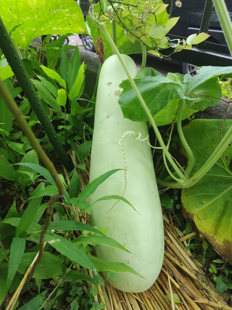 新鮮な冬瓜 (ユウガオ) 23キロ ユウガオ2号の収穫✨｜園芸日記bysakura＊の庭｜みんなの趣味の