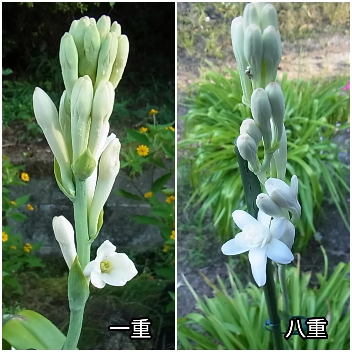【　ZERO様用ページ　】✳ガーベラの月型トレイ、他6点おまとめ ガーベラの日記一覧|blanca7977さんの園芸日記-みんなの趣味の園芸