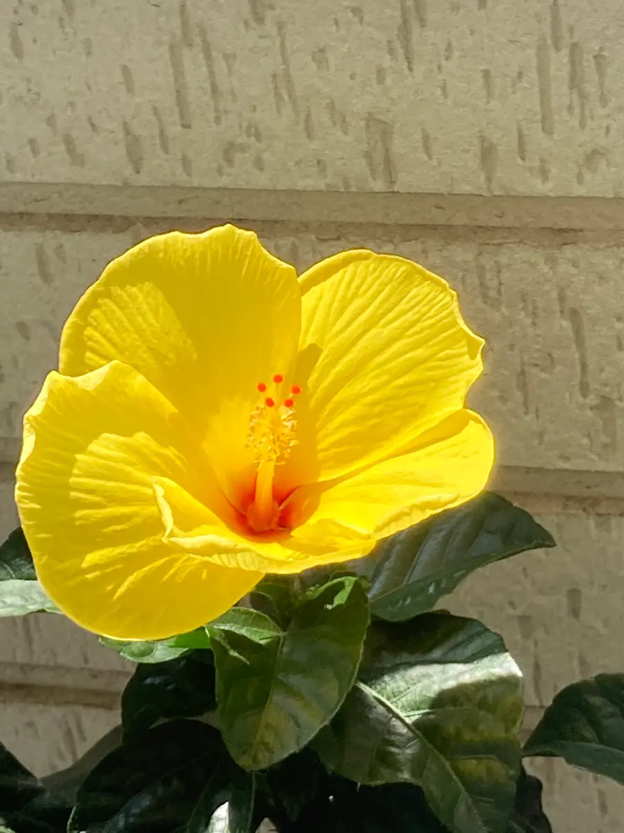 【新品】ジェンガラ 2枚セット ハイビスカス イエロー 正方形 新品】ジェンガラ 2枚セット ハイビスカス イエロー 正方形 新品