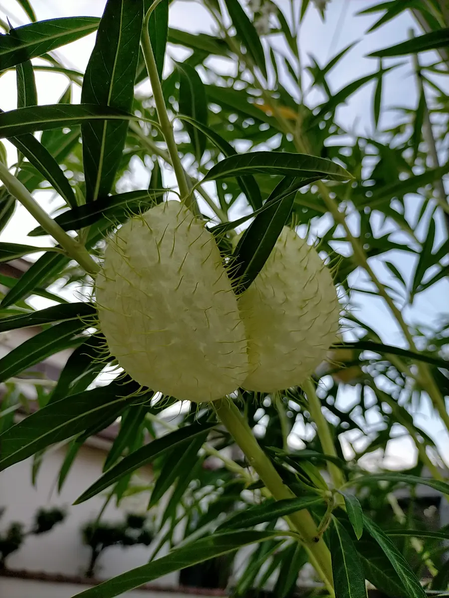 フウセントウワタ〔写真1枚目〕-れのさんの日記｜みんなの趣味の