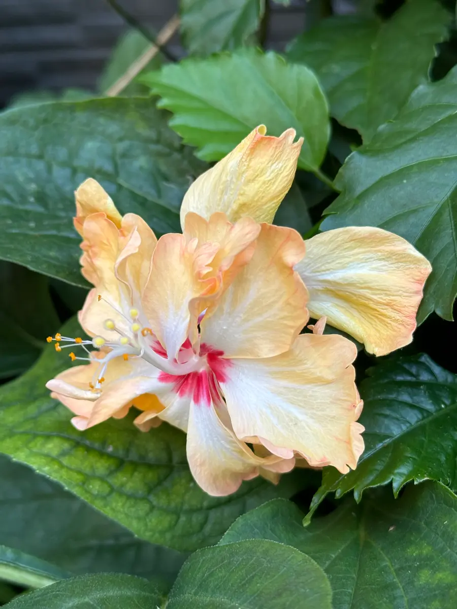 iskts ハイビスカス 苗木 レッドフラミンゴ P 複数 蕾み付き iskts