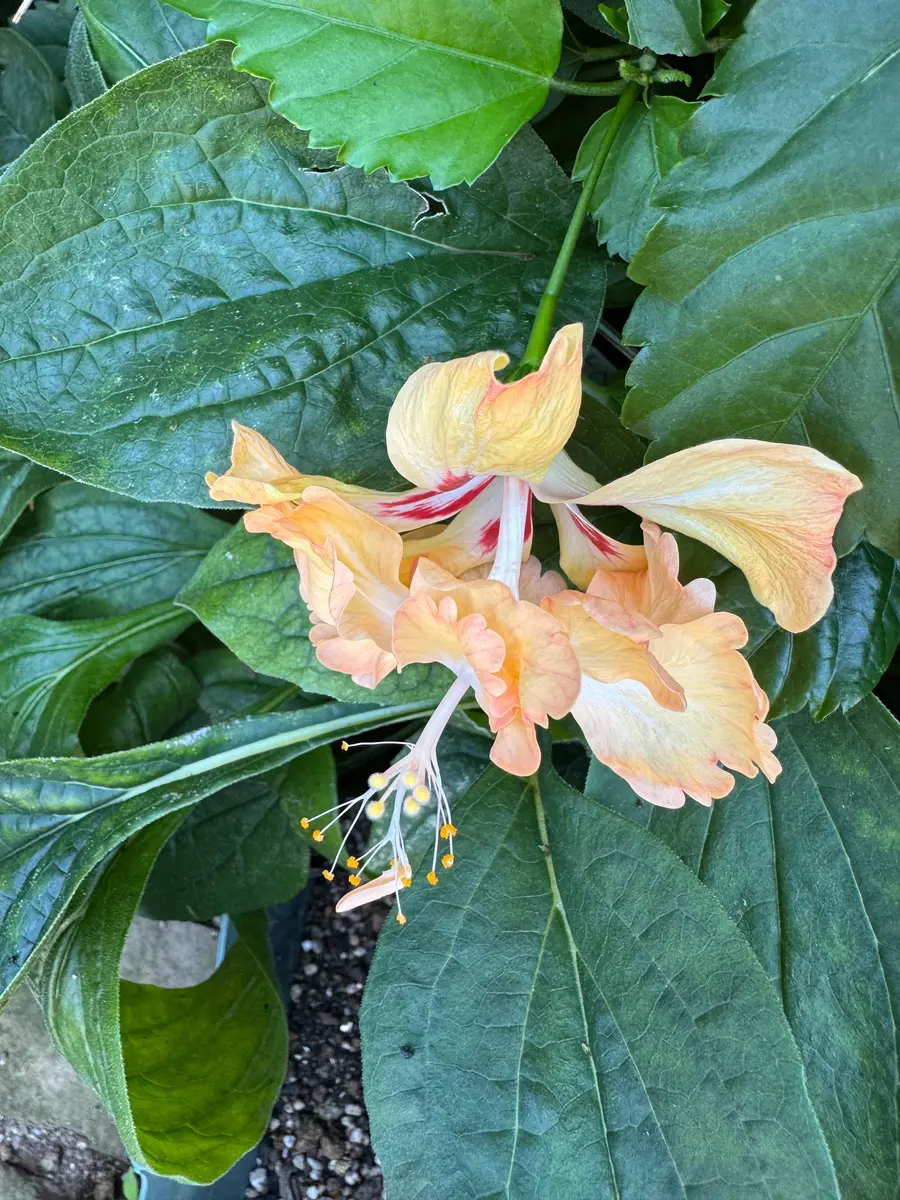 二段咲きのハイビスカス・フラミンゴが咲いてました｜園芸日記