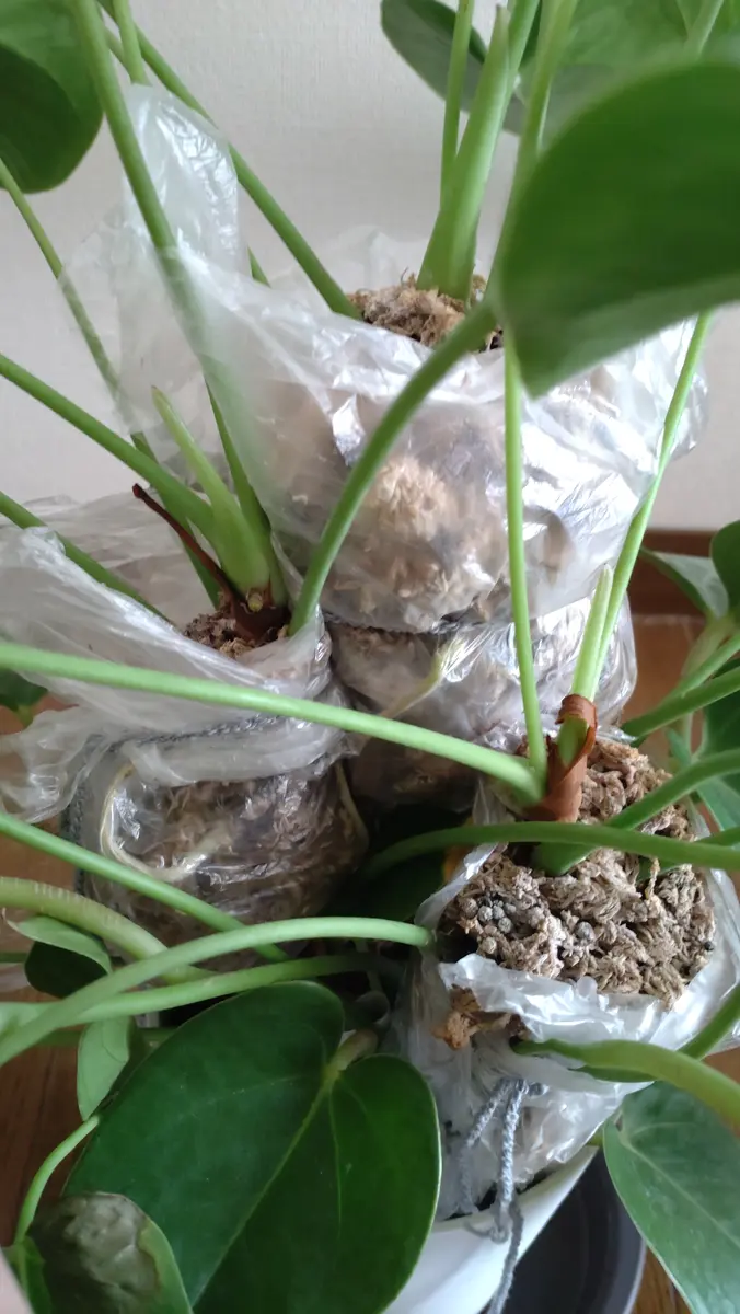 アンスリウムの株分け🍀初挑戦！｜園芸日記byまるちゃん1223｜みんなの