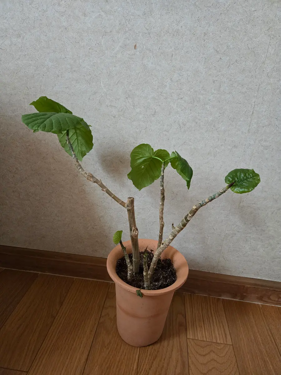 ウンベラータ ハート型の葉っぱの木 その2｜園芸日記by赤スマホちゃん