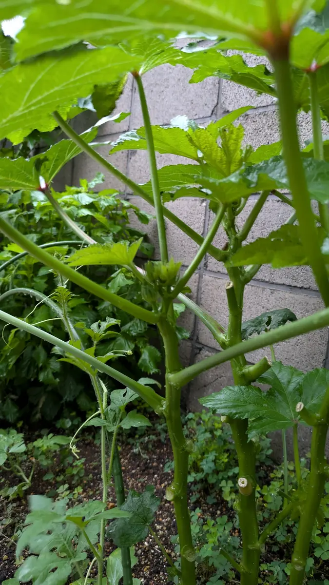 オクラ 花 咲か ない