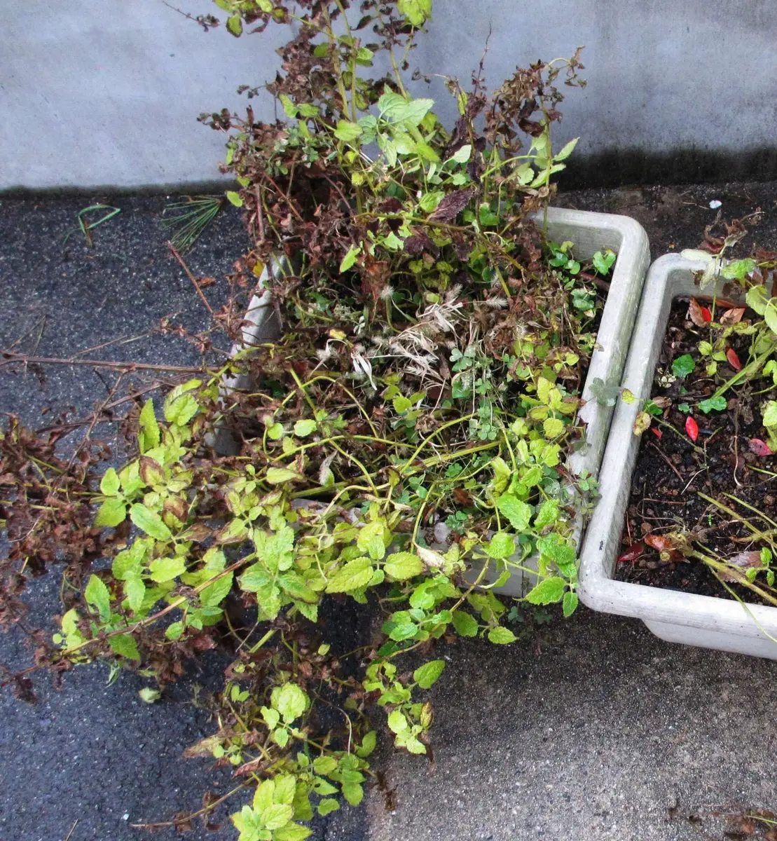 チョロギ収穫しました｜園芸日記byまつ虫｜みんなの趣味の園芸