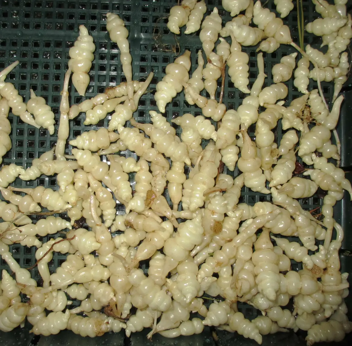 チョロギ収穫しました｜園芸日記byまつ虫｜みんなの趣味の園芸