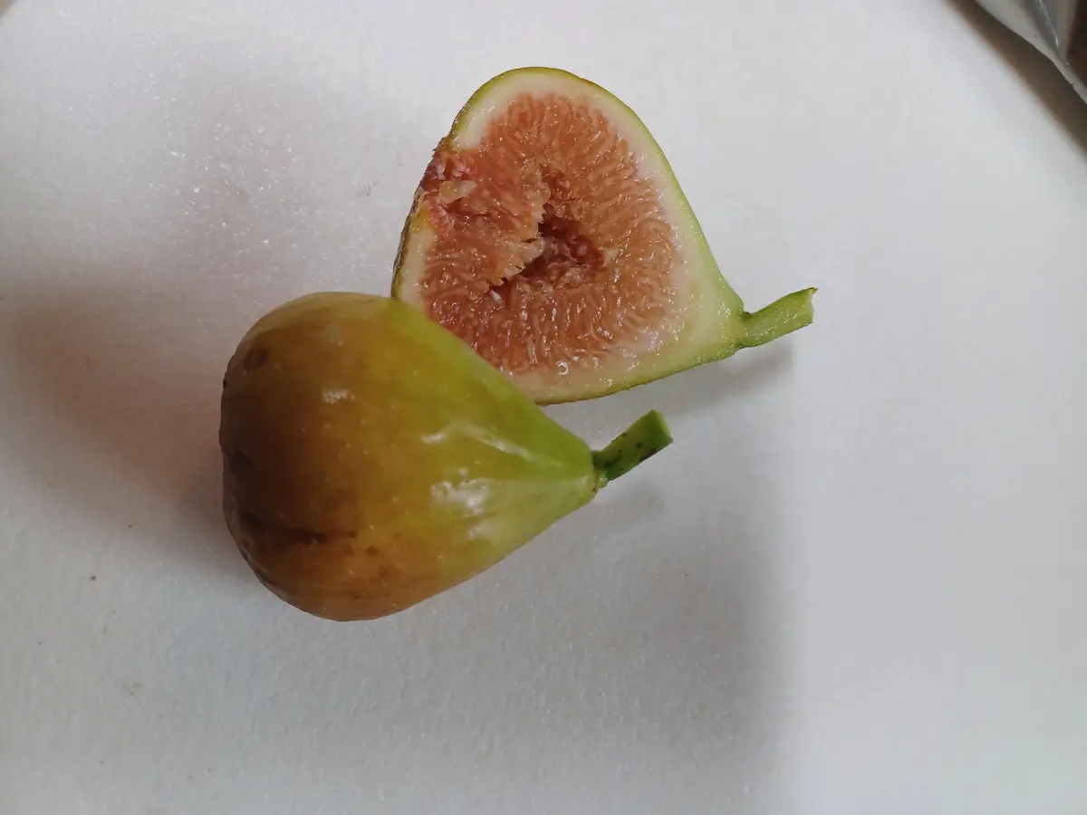 シャーアンバー いちじく｜園芸日記byようせい｜みんなの趣味の園芸
