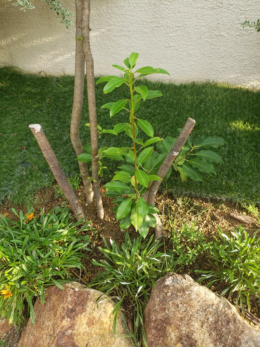 7 山採り ソヨゴ そよご（山採り） : 神奈川県湯河原町の庭木屋さんです