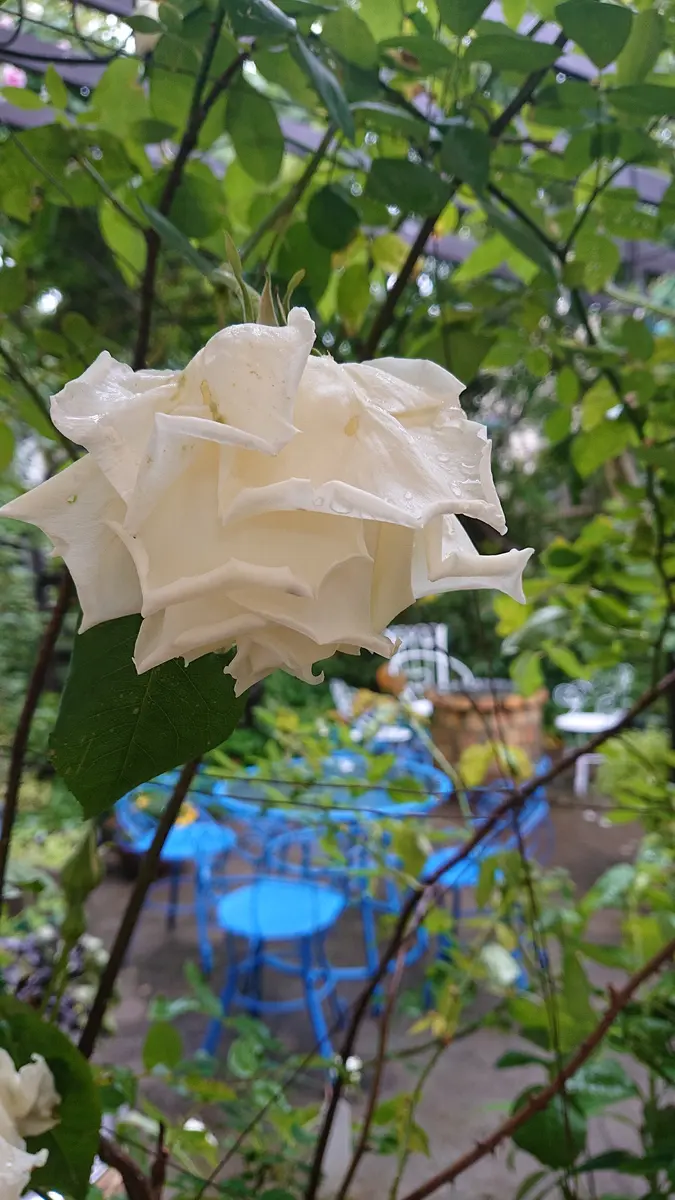 白薔薇 白薔薇ミセスハーバートスティーブンス｜園芸日記byfalpapa｜みんなの