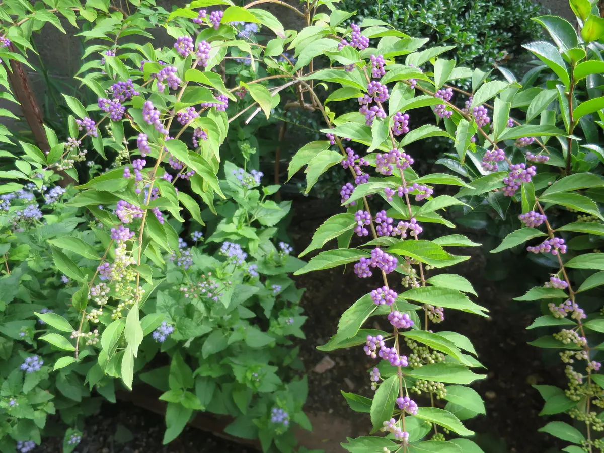 ムラサキしき 楽天市場】ムラサキシキブ 0.5m 10.5cmポット 30本 苗