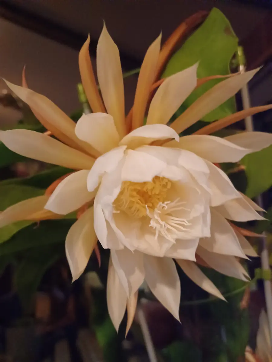 待望の月下美人がやっと咲きました～🎵😍🎵😃✌️🎵｜園芸日記by