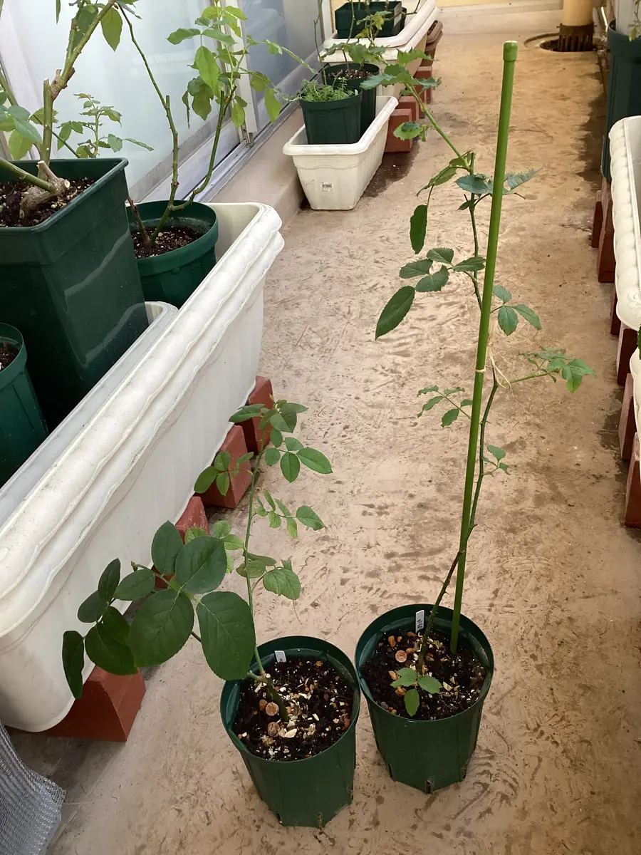 N*l様 1苗のみ　和バラ　挿し木苗　バラ苗 バラ苗 挿し木 和 N*l様 1苗のみ 和バラ 挿し木苗 バラ