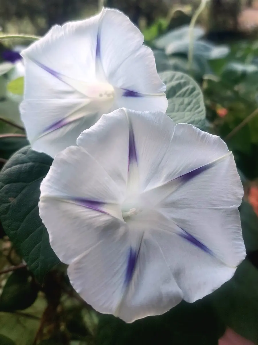 朝顔ミルキーウェイ♪、3種類出ました！｜園芸日記byIrisGarden