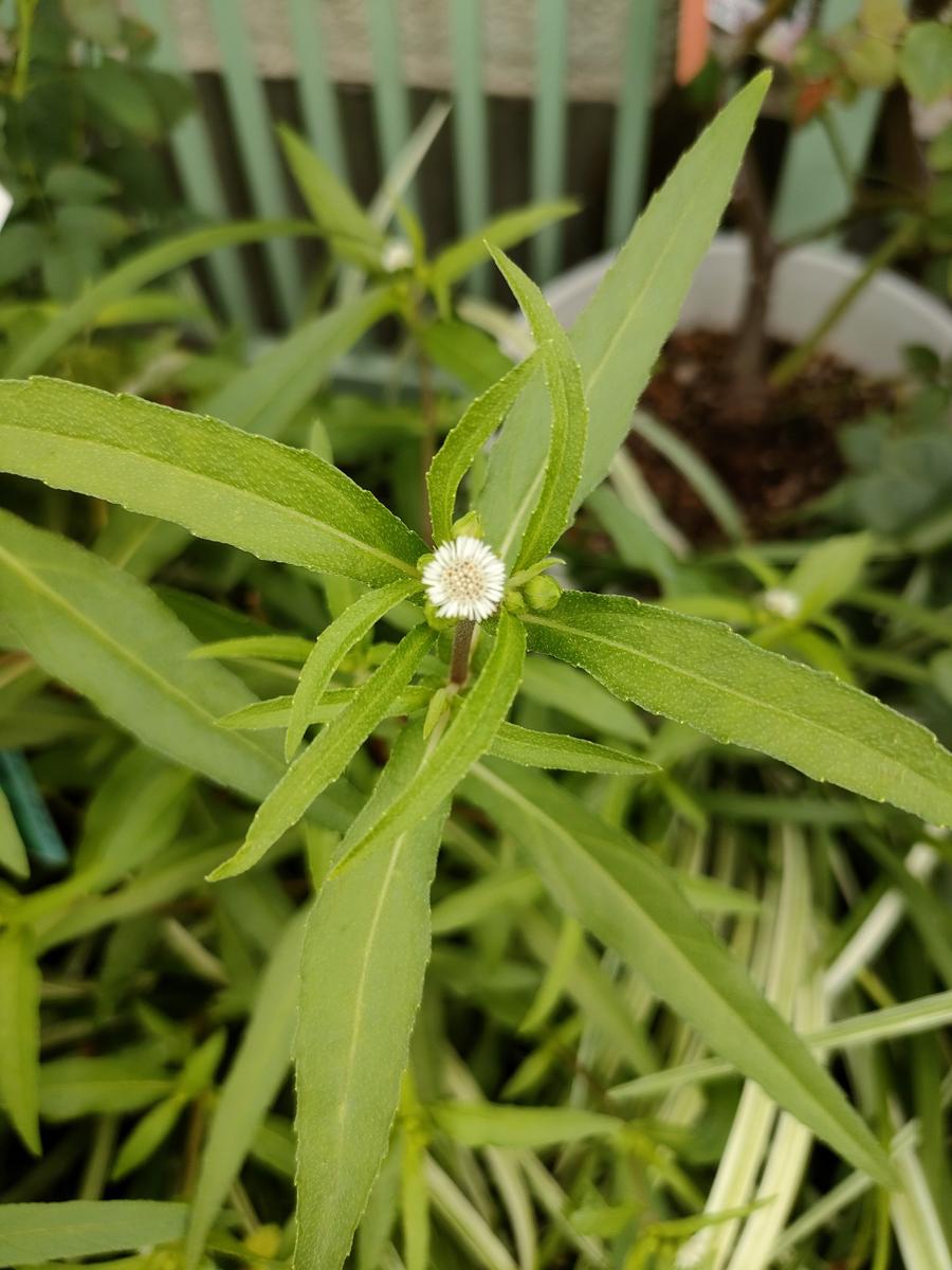 初夏のお花畑のような花かんむり❁⃘*.゜(お子様用) まぎれこん