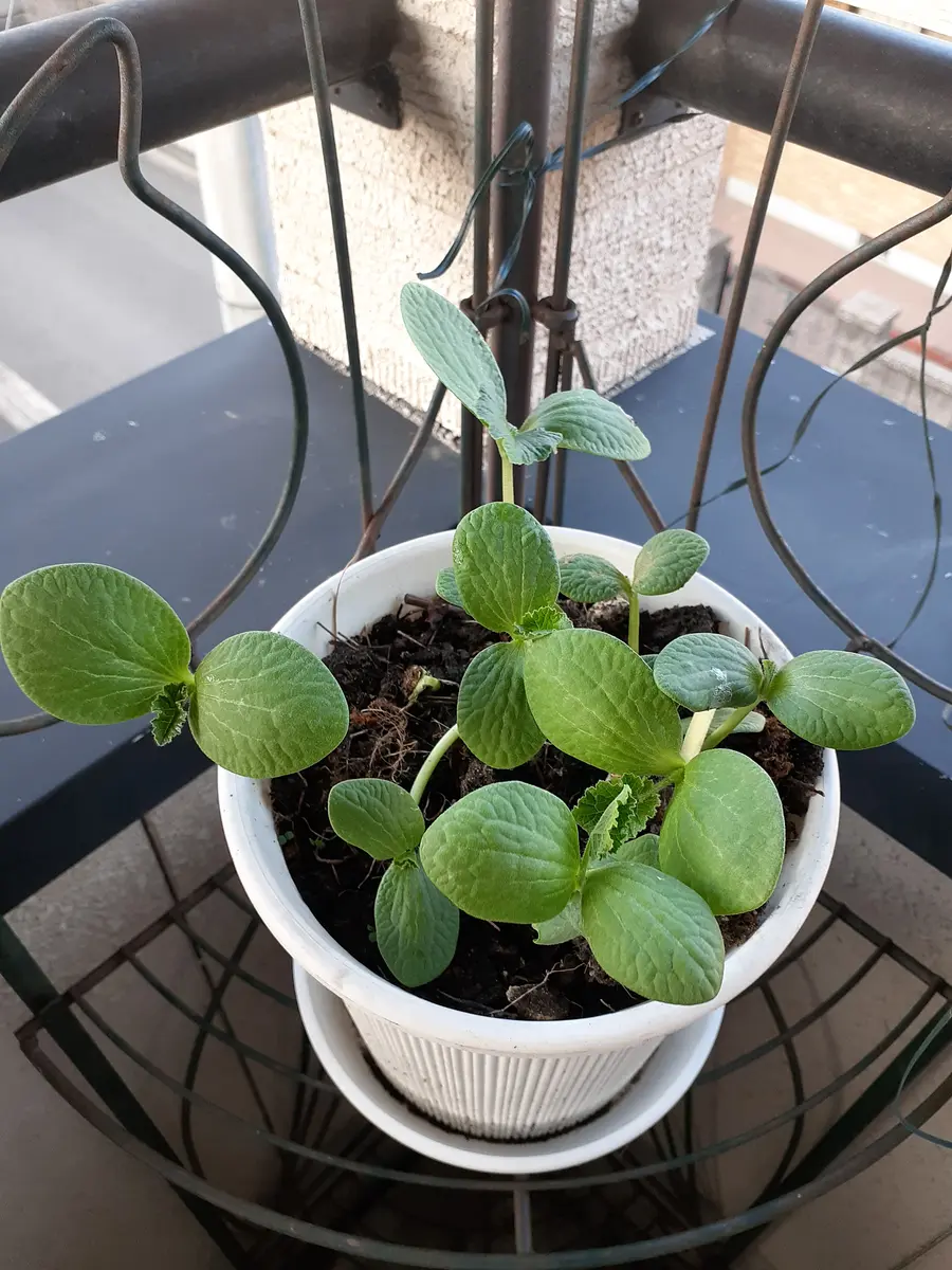 ⑥マユハケオモト ピンク 2球 球根大 マユハケオモト（ハエマンサス