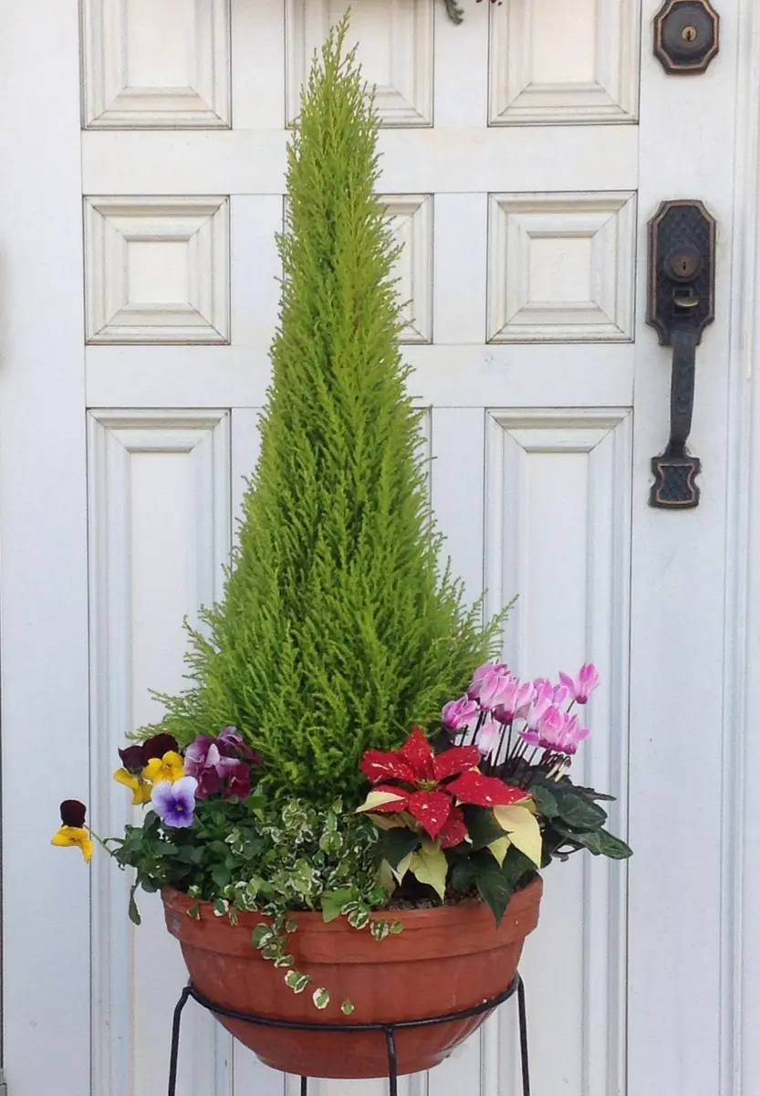 花摘みの連作 クリスマスの寄せ植え｜園芸日記by八千代椿｜みんなの趣味の園芸