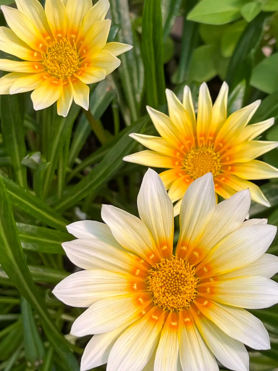 黄色い花達🌼｜園芸日記byｊiｊi｜みんなの趣味の園芸｜1248563