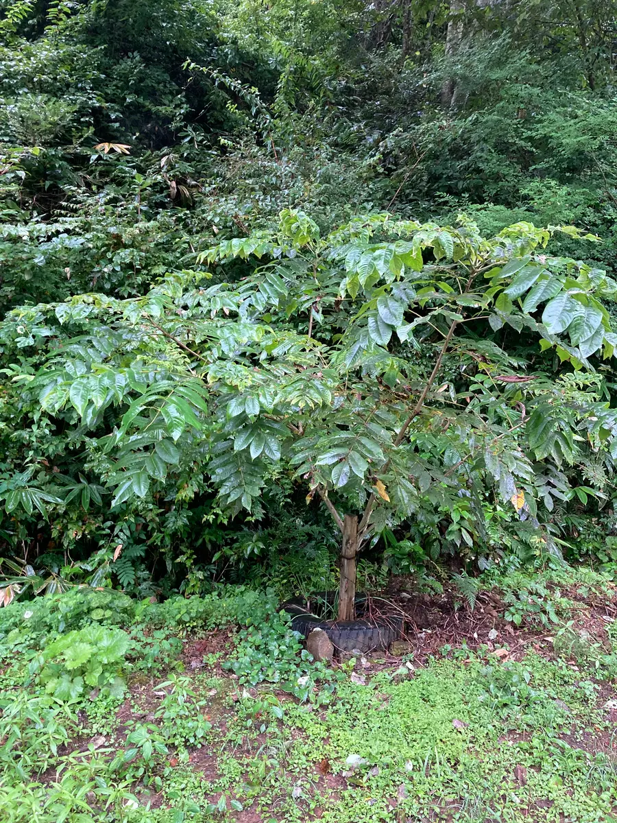 信濃クルミ実生 地植えで大きくした苗。 信濃クルミ実生 地植えで大きくした苗。